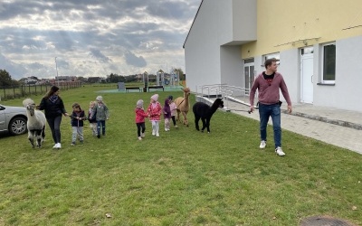 Grupa dzieci, Pani i Pan spacerują z alpakami. W tle plac zabaw i budynek przedszkola. 